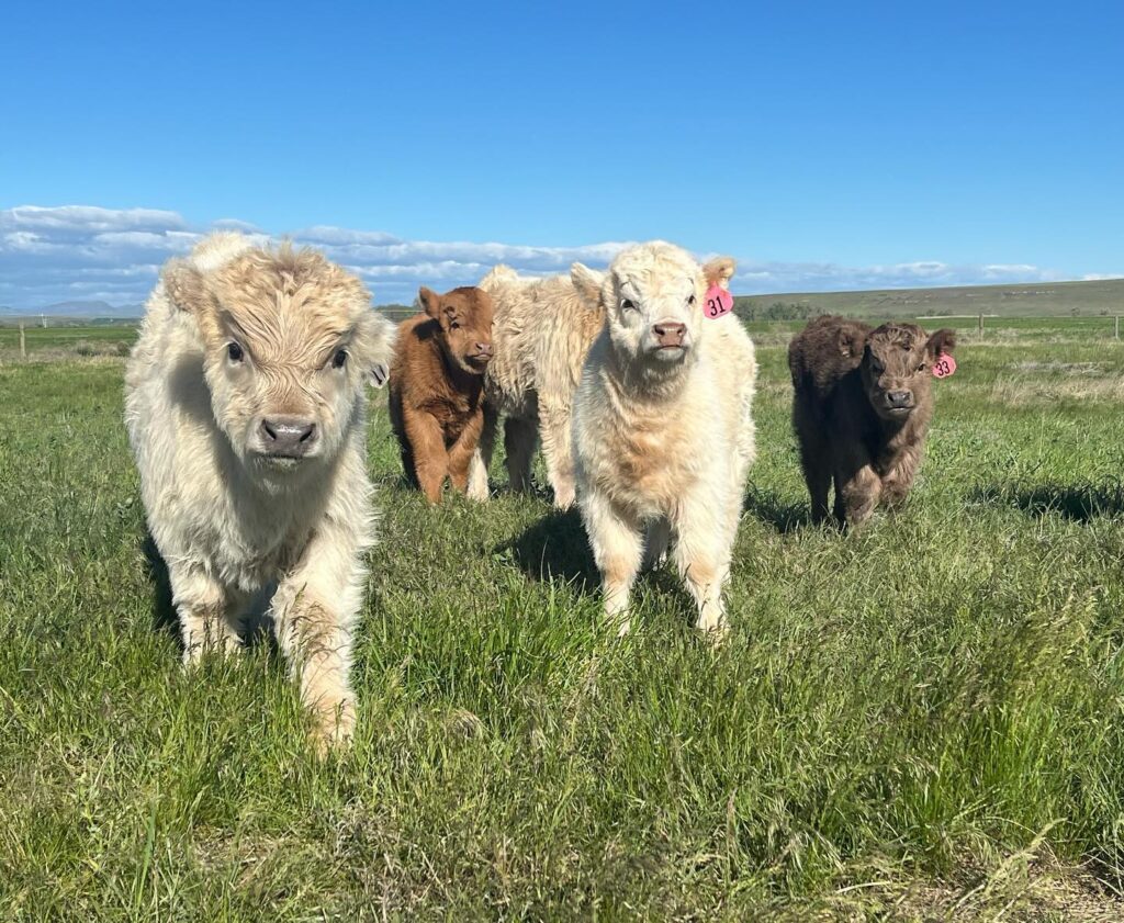 Mini Highland Cow