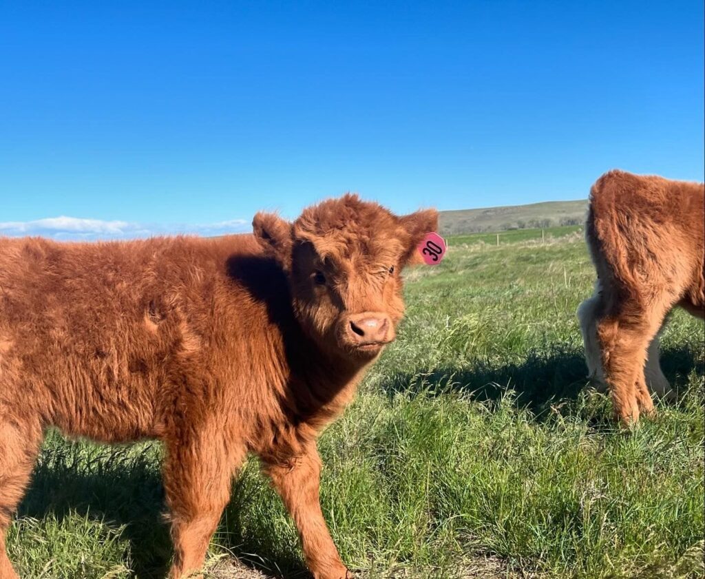 Mini Highland Cow1