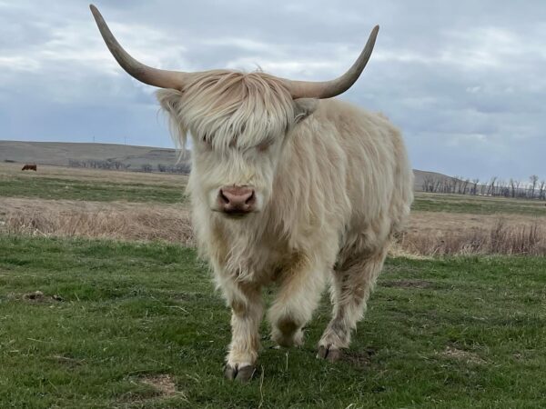 Matured Highlands Cow