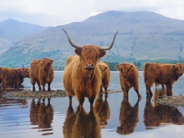 Matured Highlands Cow