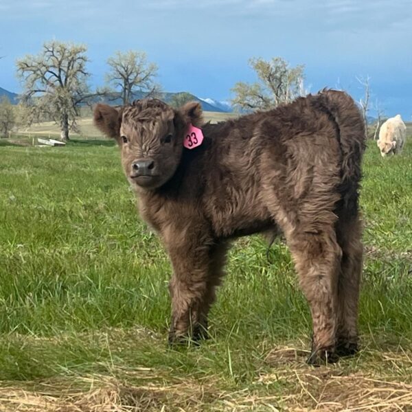 Mini Highland Cow For Sale (Elsie)