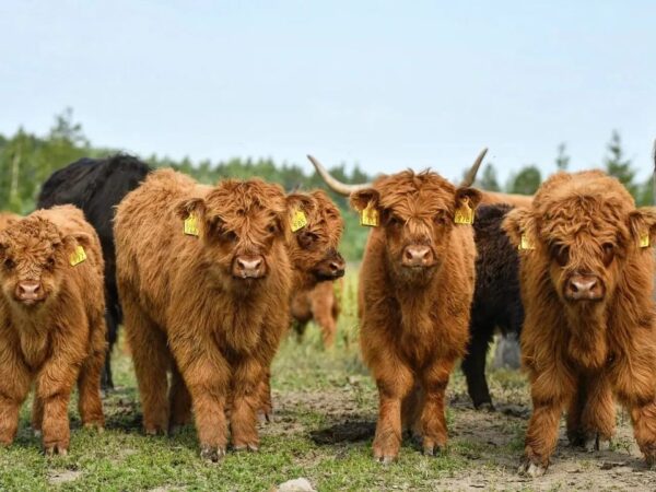 Mini Highland Cow For Sale (Elsie)