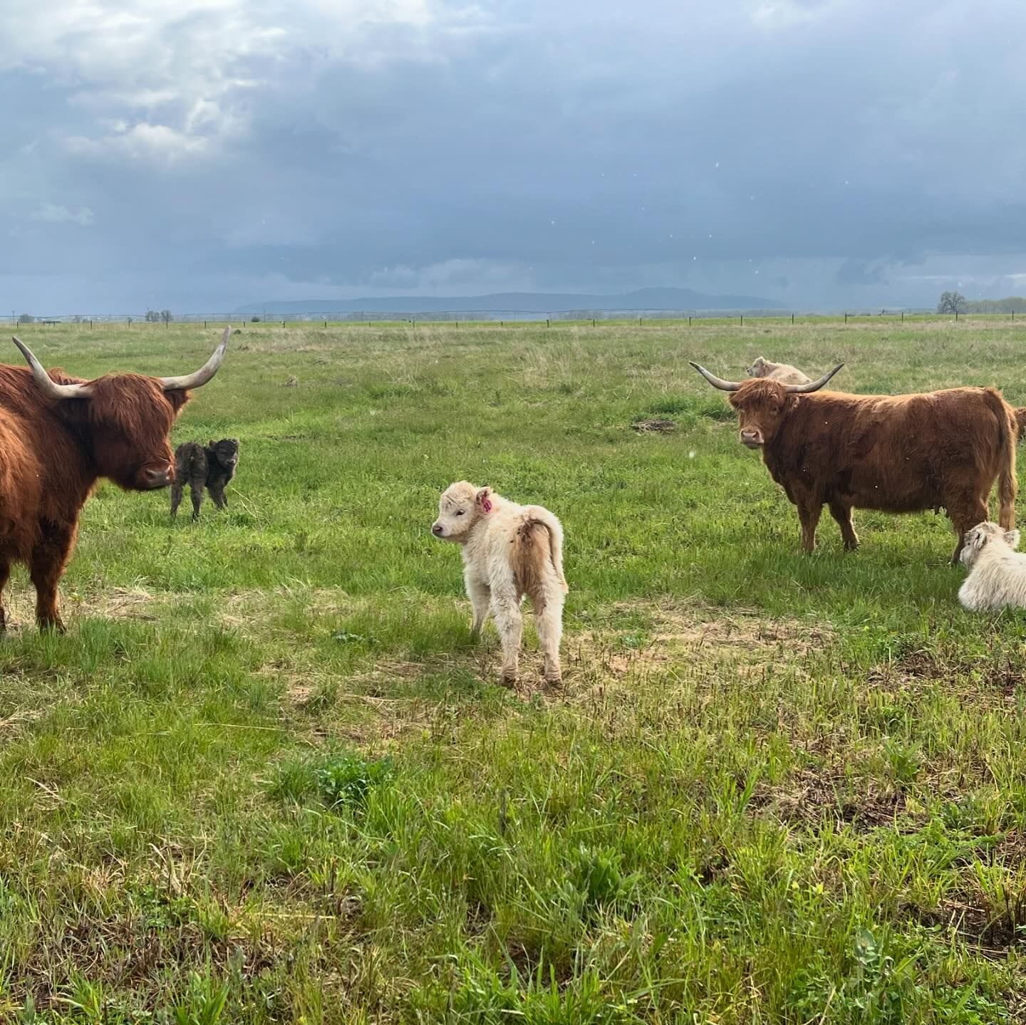  Mini Highland cow with family